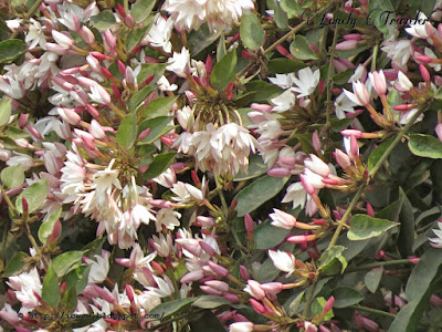 Indian jasmine - Jasminum multiflorum