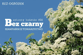 sekrety kwiatów