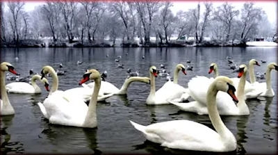 Swans