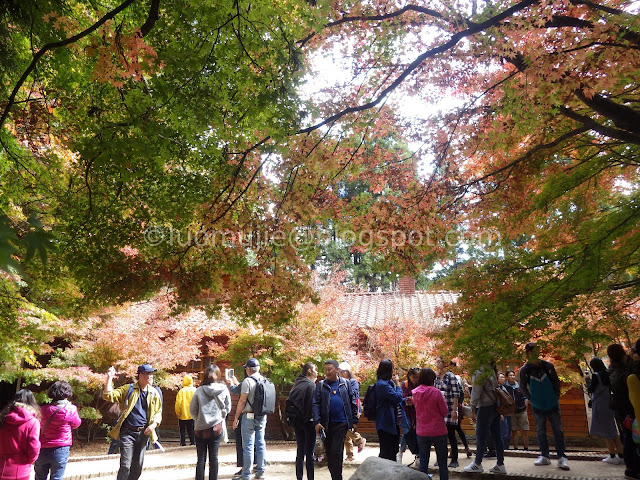 Fushoushan Farm maple autumn foliage