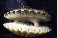 Bivalvia/Pelecypoda