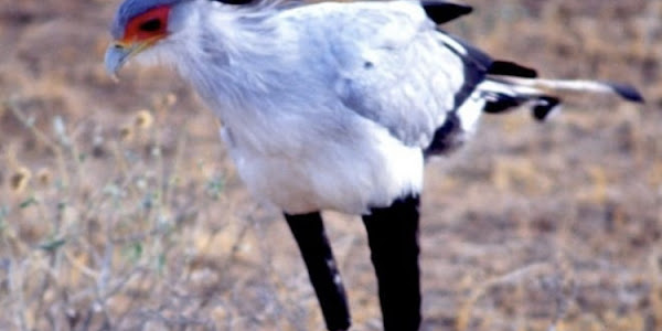 In Serengeti National Park, what does the African Beautyfull Secretary Bird eat?