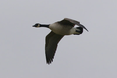 Kanadeeske Goes - Grote Canadese Gans - Branta canadensis