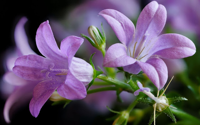 campanula1