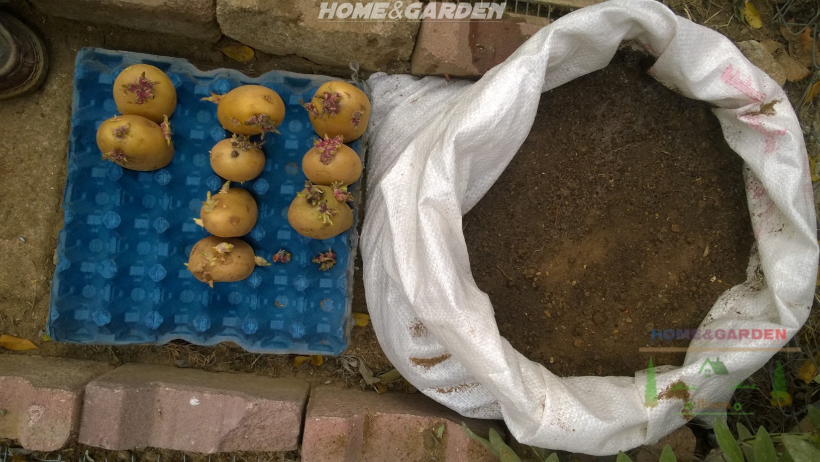 Once each of your seed potatoes have got 2 or 3 good sized sprouts on them, it’s time to plant them out in soil.