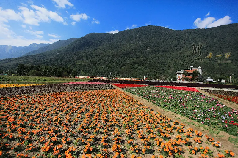 [花蓮新城景點]彩虹花海