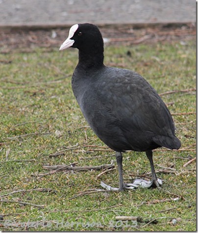 27-coot