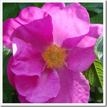 Kartoffelrose © H. Brune