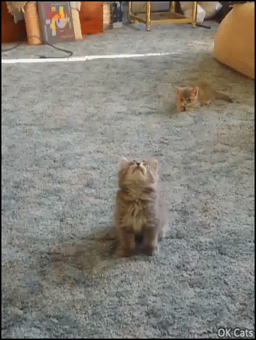 Funny Cat GIF • Do you think that kittens always land on their feet. You're wrong! [ok-cats.com]