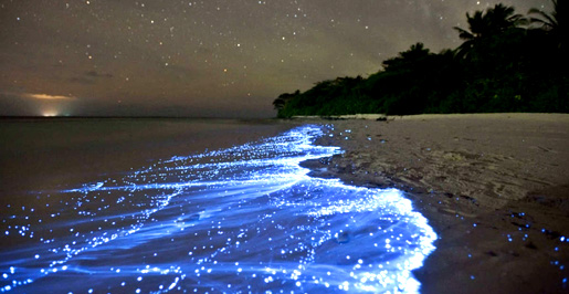 Glow In The Dark Beach, Vaadhoo, Maldives