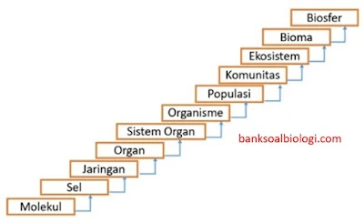 Tingkat organisasi kehidupan