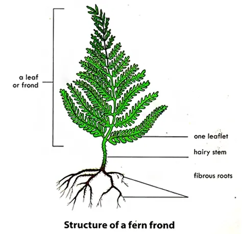 Structure of Fern Plant