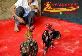 Kontak Master Sabung Ayam