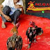 Kontak Master Sabung Ayam