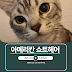 건강하고 장수하는 품종묘 아메리칸 쇼트헤어