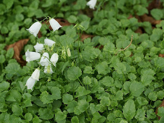 Campanula cochleariifolia 'Alba'