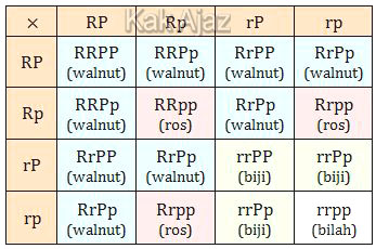 Keturunan F1 (RrPp = walnut) disilangkan sesamanya