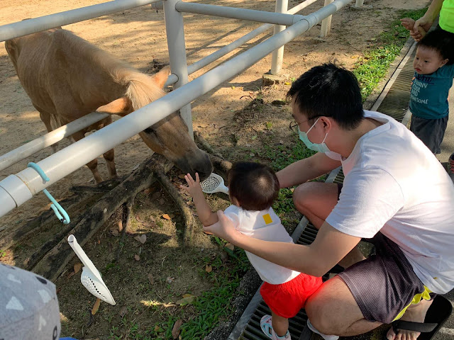 Bringing Babies; Gallops Stable at Pasir Ris Park, Free Ponies and Bunny Petting Zoo