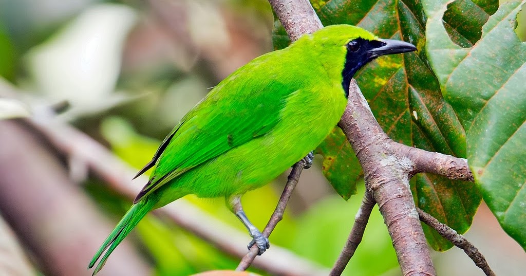 indo kicau mania Burung  Cucak Hijau  CI 