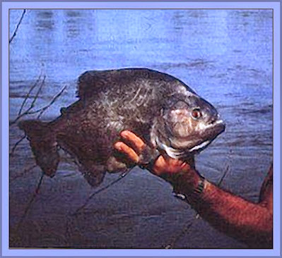 Black Piranhas Are Big Fish