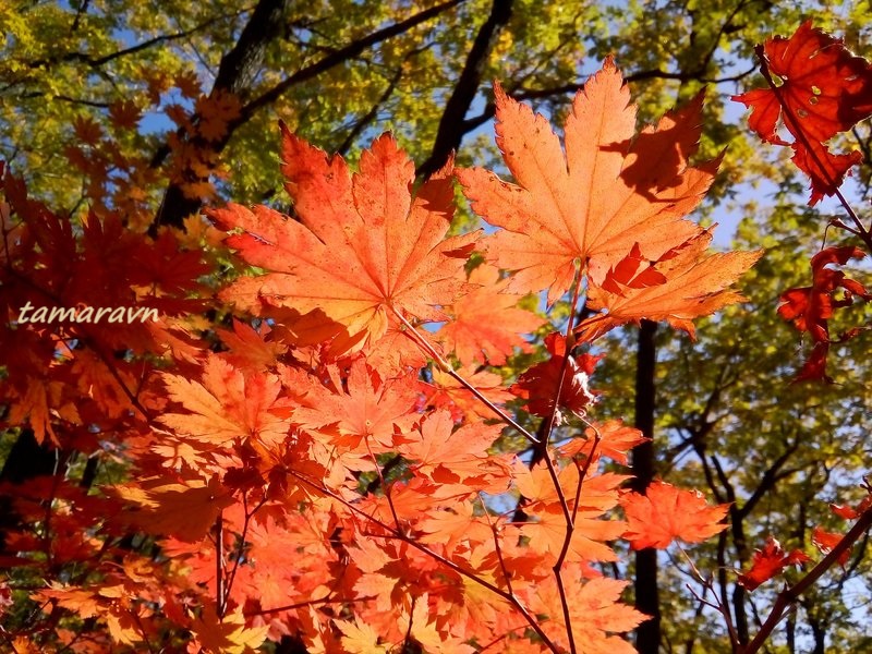 Клён ложнозибольдов (Acer pseudosieboldianum)