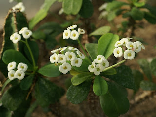 Euphorbia milii jaune - Euphorbia splendens jaune - Epine du Christ jaune