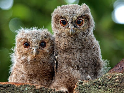 Owl pair Love Animals Pictures