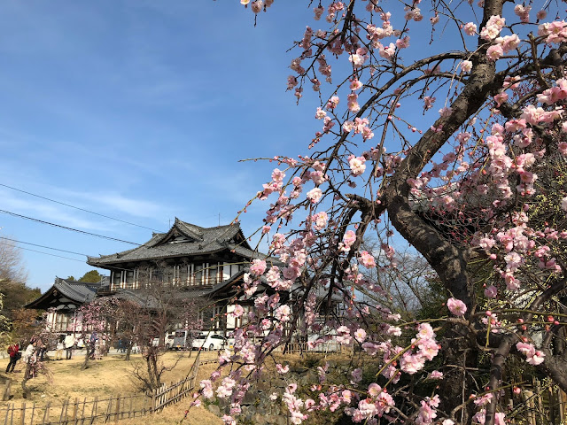 奈良景點, 大和郡山, 盆梅