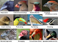 Types Of Wild Birds