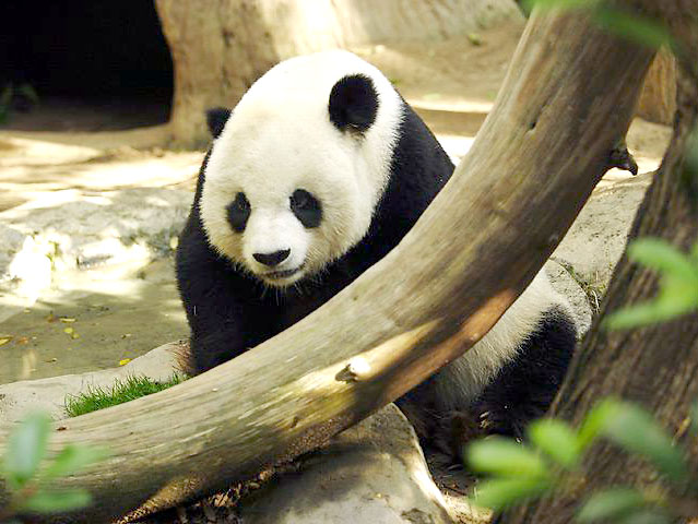 BLOG MADRE AMOR Kisah Panda  Fakta atau Auta