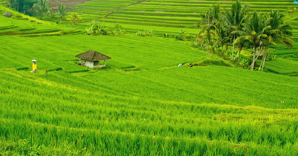 pemandangan di sawah