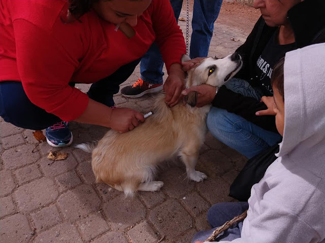 El 29 de Abril se vacuna a los perros de Villanueva