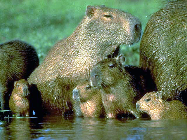 Images Capybara Rodent