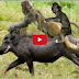 The Amazing Monkeys Hunting, Learn How To Hunt Anim