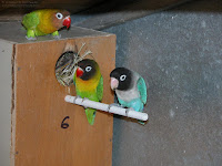 Lovebird Nest Box