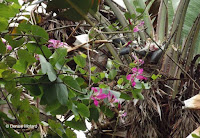 Hong Kong orchid tree - Senator Fong's Plantation and Gardens, Oahu, HI