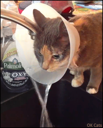 Funny Cat GIF • Clever cat with cone discovers new way to drink fresh water from faucet. It's the cat logic [ok-cats.com]