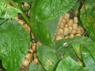 A close up of ink caps growing beneath and between green leaves