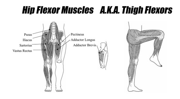 hip flexor muscles and names used in running