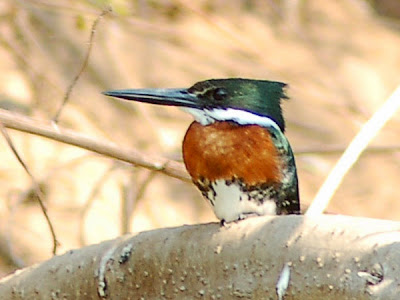 Martín pescador chico Chloroceryle americana