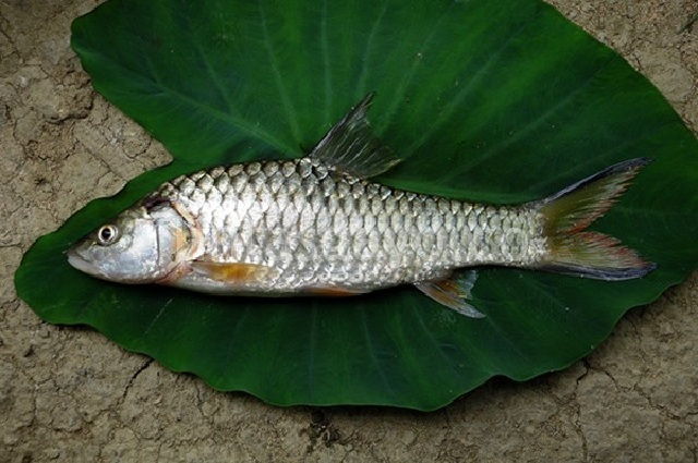 Budidaya Ikan Tawes