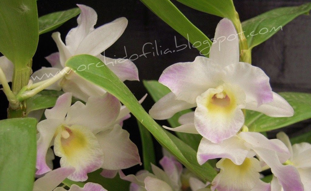 Orchidofilia Orchidea Dendrobium Nobile Come Farla Fiorire