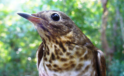 Swainson's Thrush