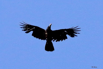 "Large-billed Crow - Corvus macrorhynchos, flying overhead displaying it's torn and tattered wings."