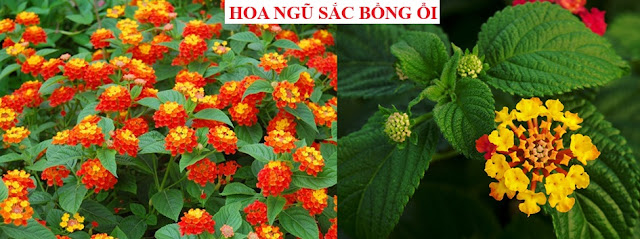 Cây Hoa Chữa Bệnh - HOA NGŨ SẮC BỒNG ỔI