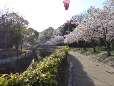 寝屋川公園の桜・お花見ウォーキング 花の道