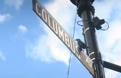 This picture features a European starling perched on a street sign that reads Columbus (which is an avenue on the Upper Westside in NYC).