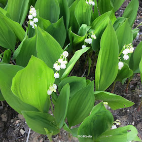 lilies of the valley Convallaria majalis