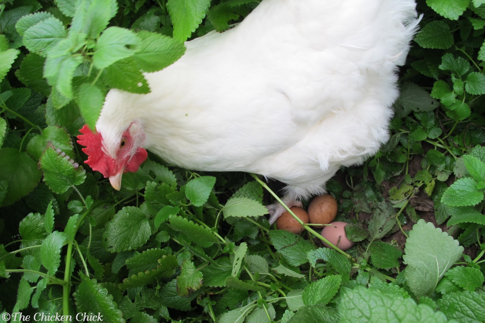 Chicken Egg in Nest