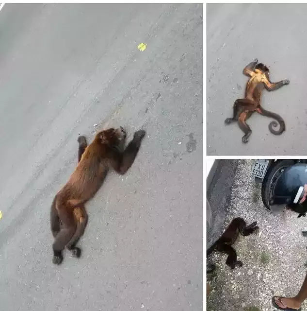 Macaco Bugio é encontrado morto na  Rodovia Empei Hiraide em Registro-SP